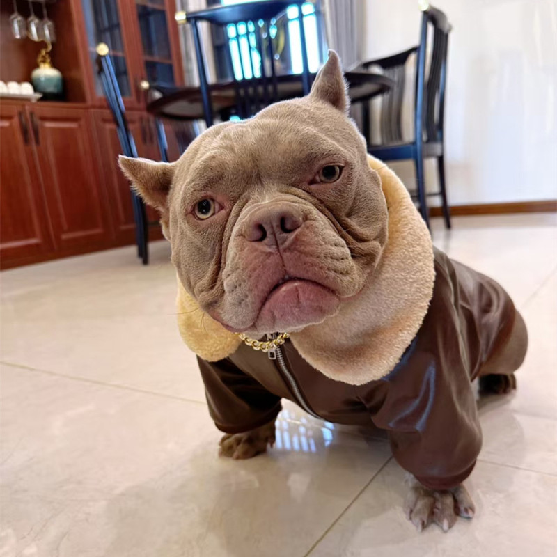 Winter Clothing In French - Pug Köpek Ceket Ceket Kış Fransız